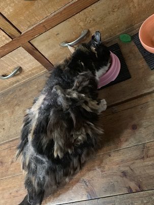 猫の毛が固まる原因とその予防や対処法 ねこちゃんホンポ